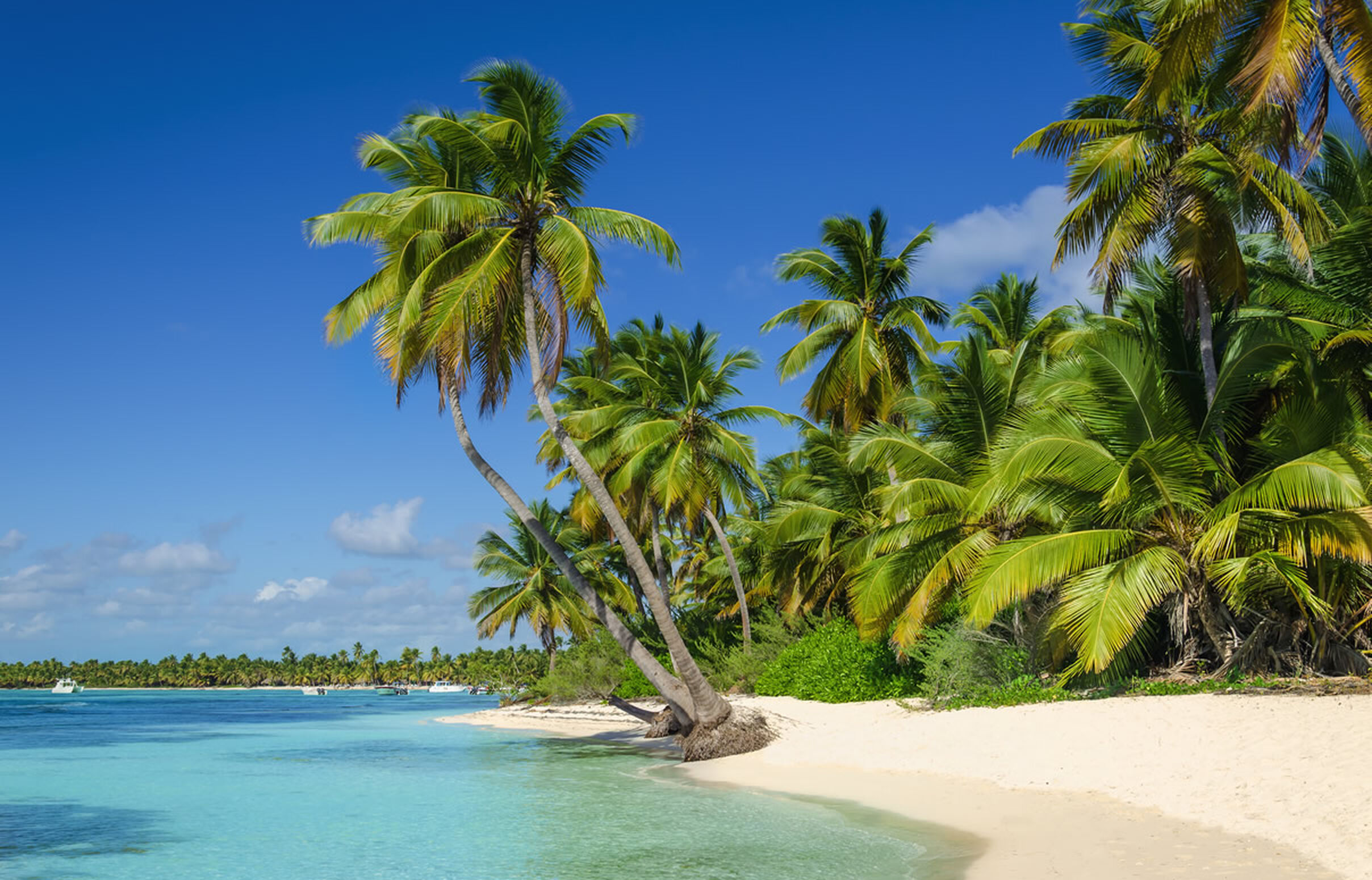 Palmen am Strand von Aruba