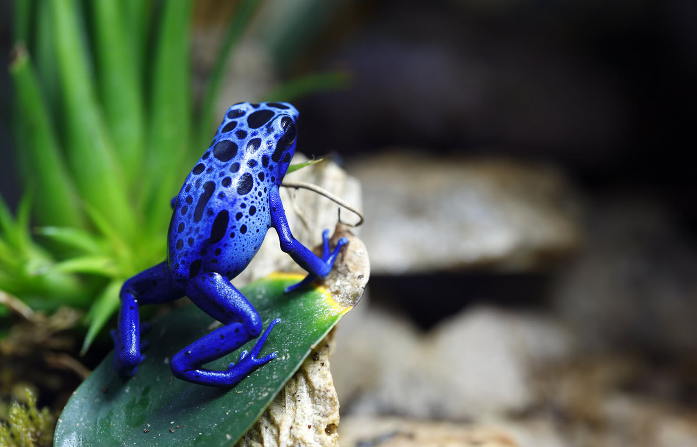 Blauer Pfeilgiftfrosch