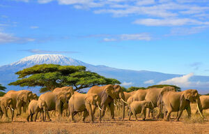 Elefantenherde vor mit Schnee bedecktem Kilimanjaro in Tansania