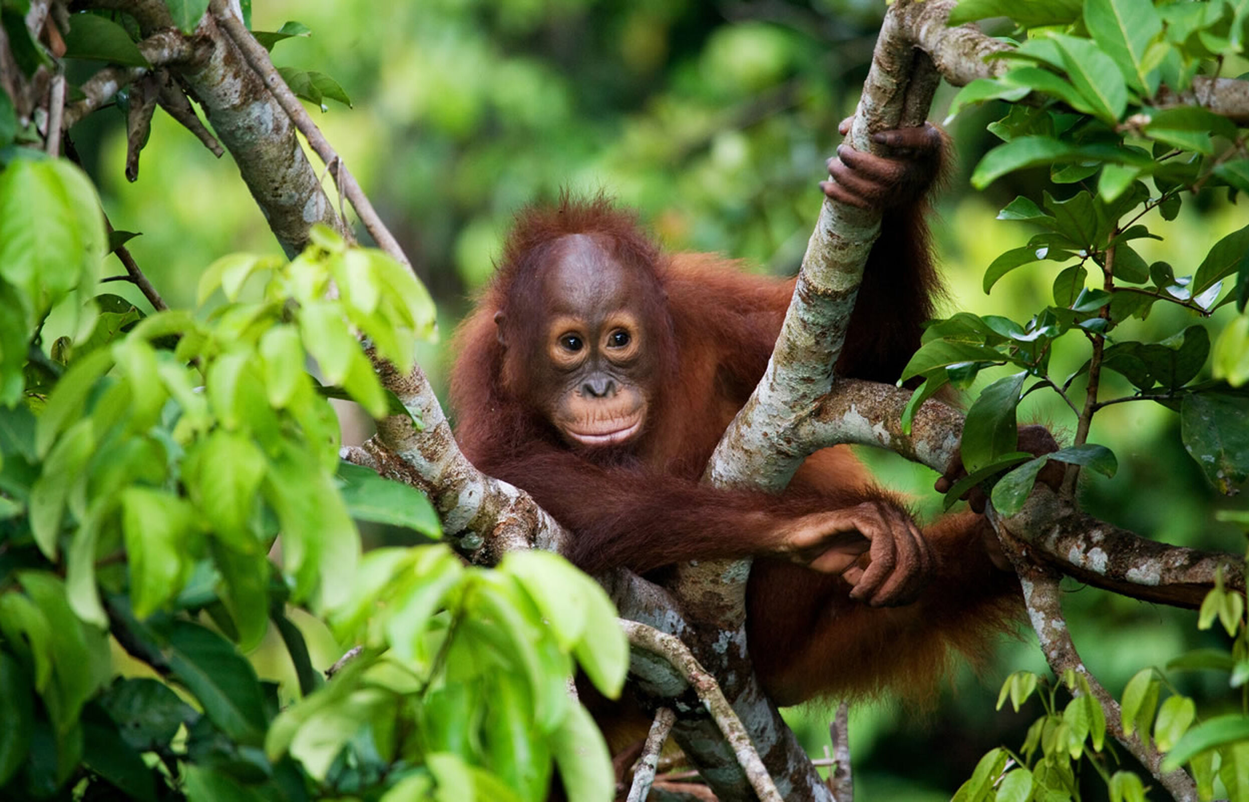 Baby-Orang-Utan in freier Wildbahn auf der Insel Kalimantan (Borneo)