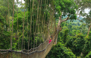 Baumwipfelpfad im Kakum Nationalpark in Ghana