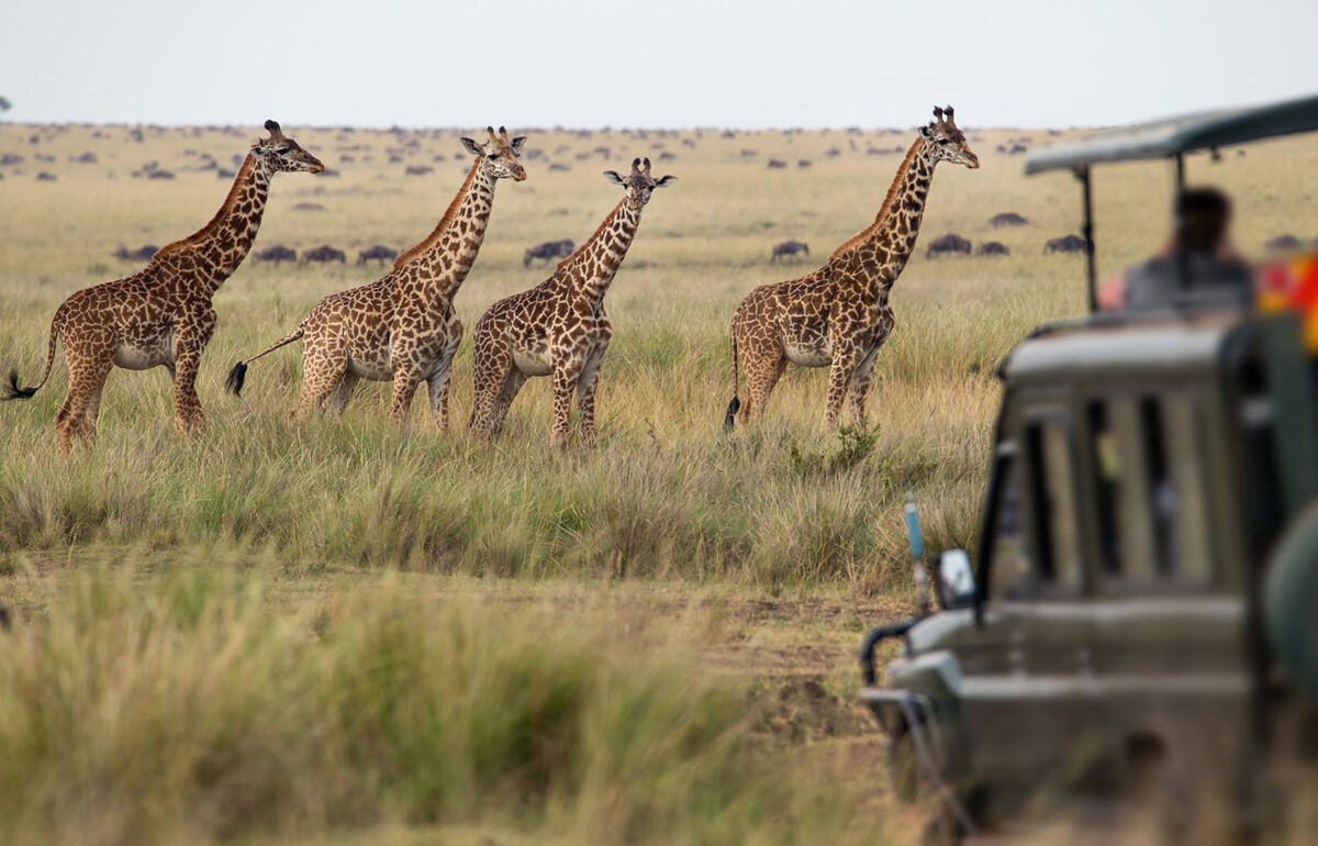 Giraffenherde in der Savanne in Kenia