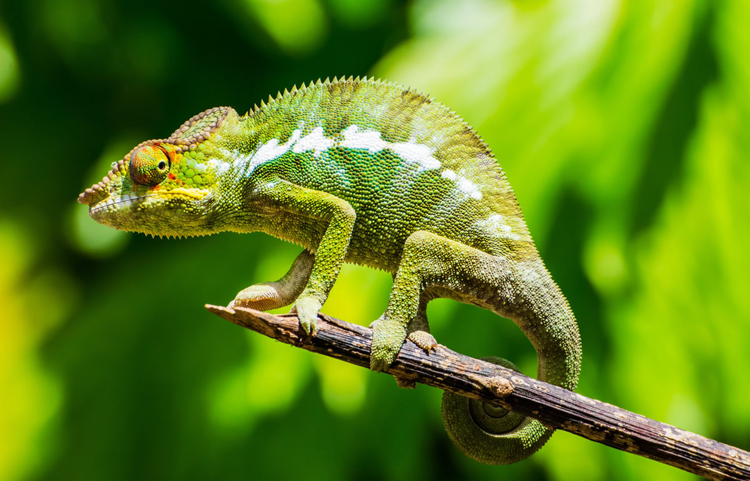 Grünes Chamäleon im Dschungel auf Madagaskar