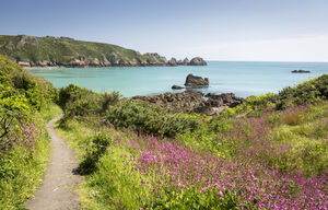 Wildblumen an der Küste von Guernsey