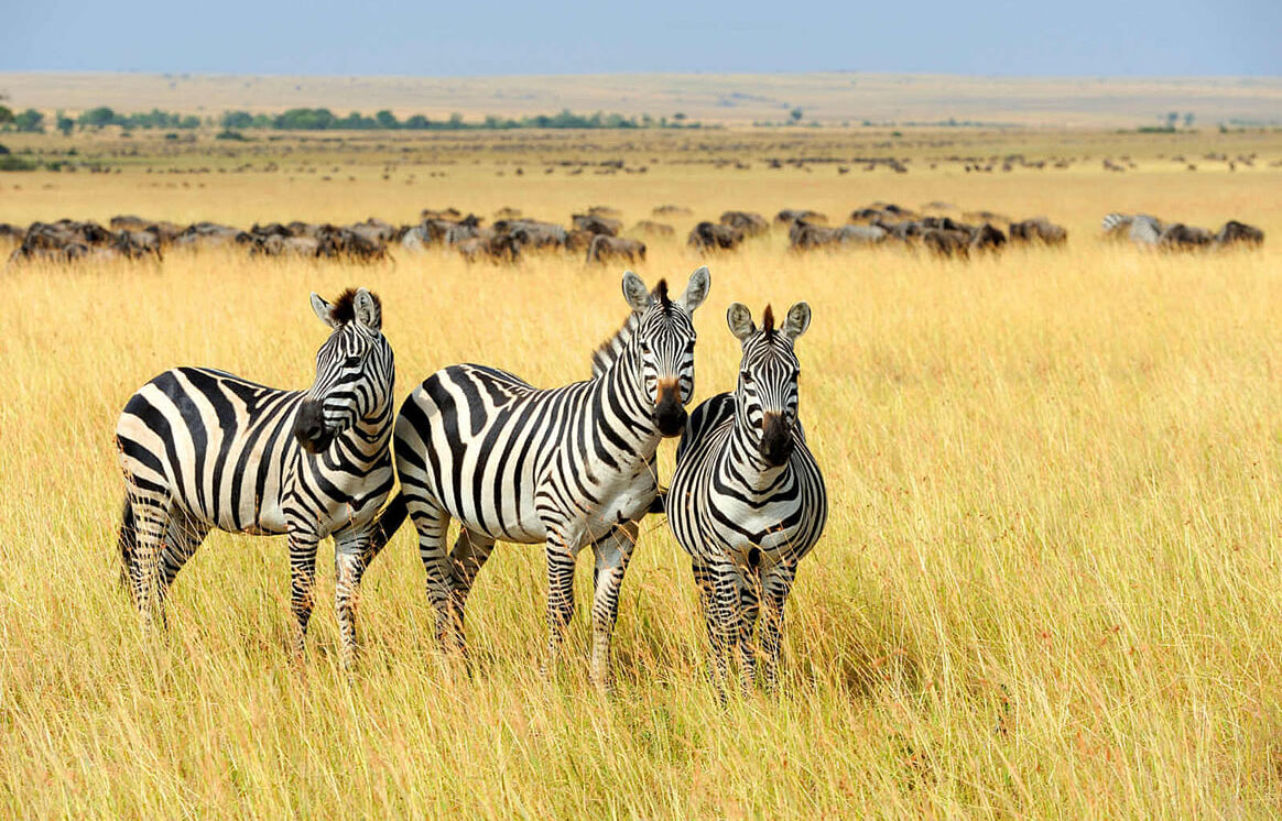 Zebras im Gras