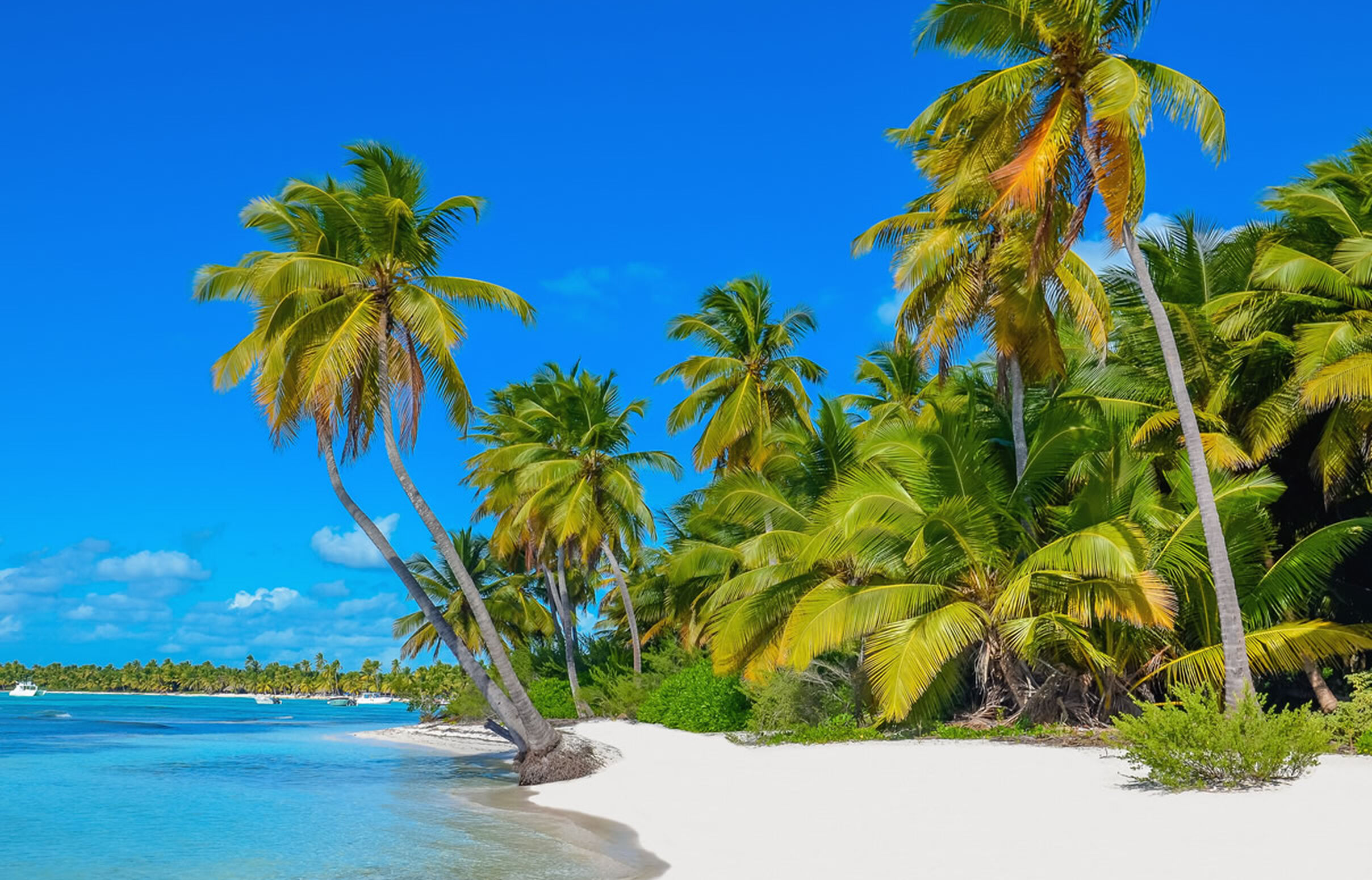 Palmen am Sandstrand auf Dominica