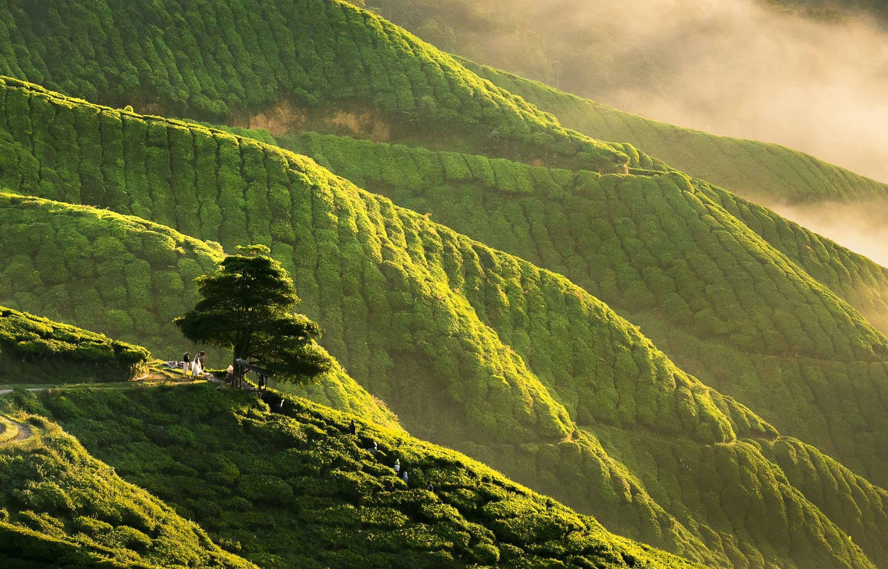 Teeplantage in Cameron Highlands in Malaysia