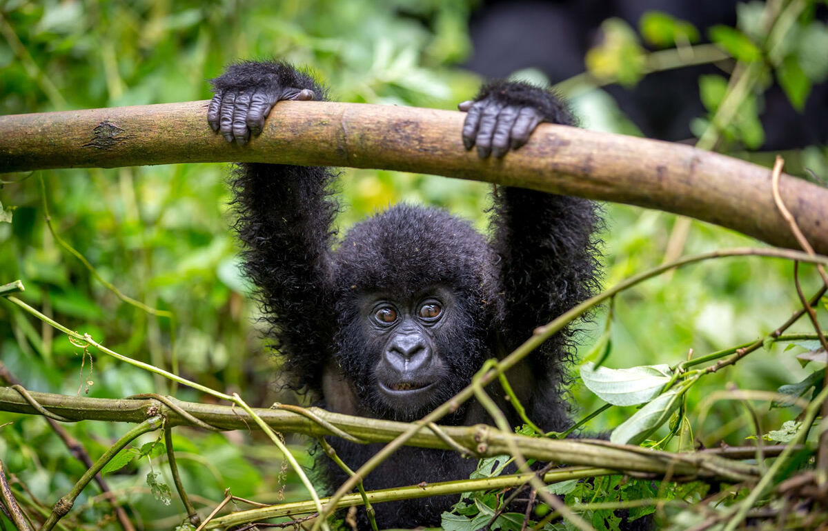 Gorillababy im Regenwald im Kongo