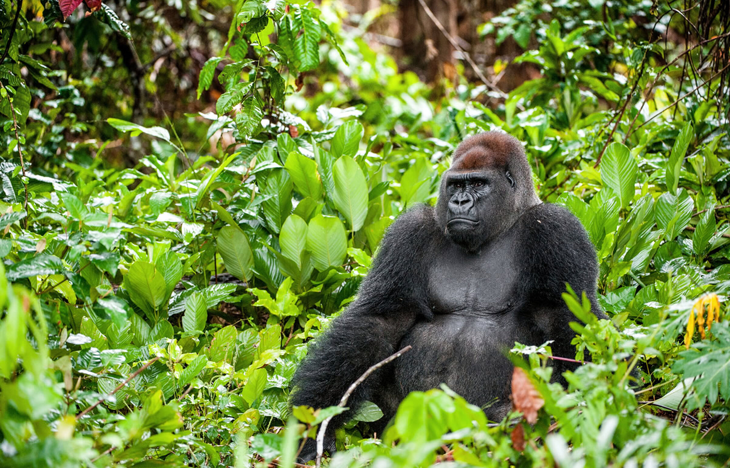 Westlicher Flachlandgorilla in Gabun