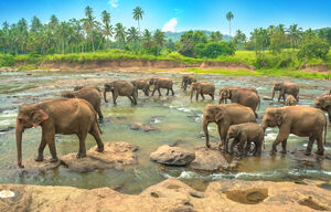 Elefantengruppe im Wasser in Sri Lanka