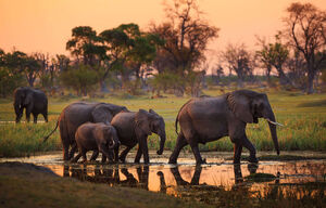 Elefanten im Moremi Nationalpark in Botswana