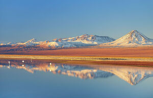 Wilde Flamingos in Chile