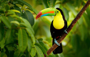 Fischertukan im Wald von Boca Tapada in Costa Rica