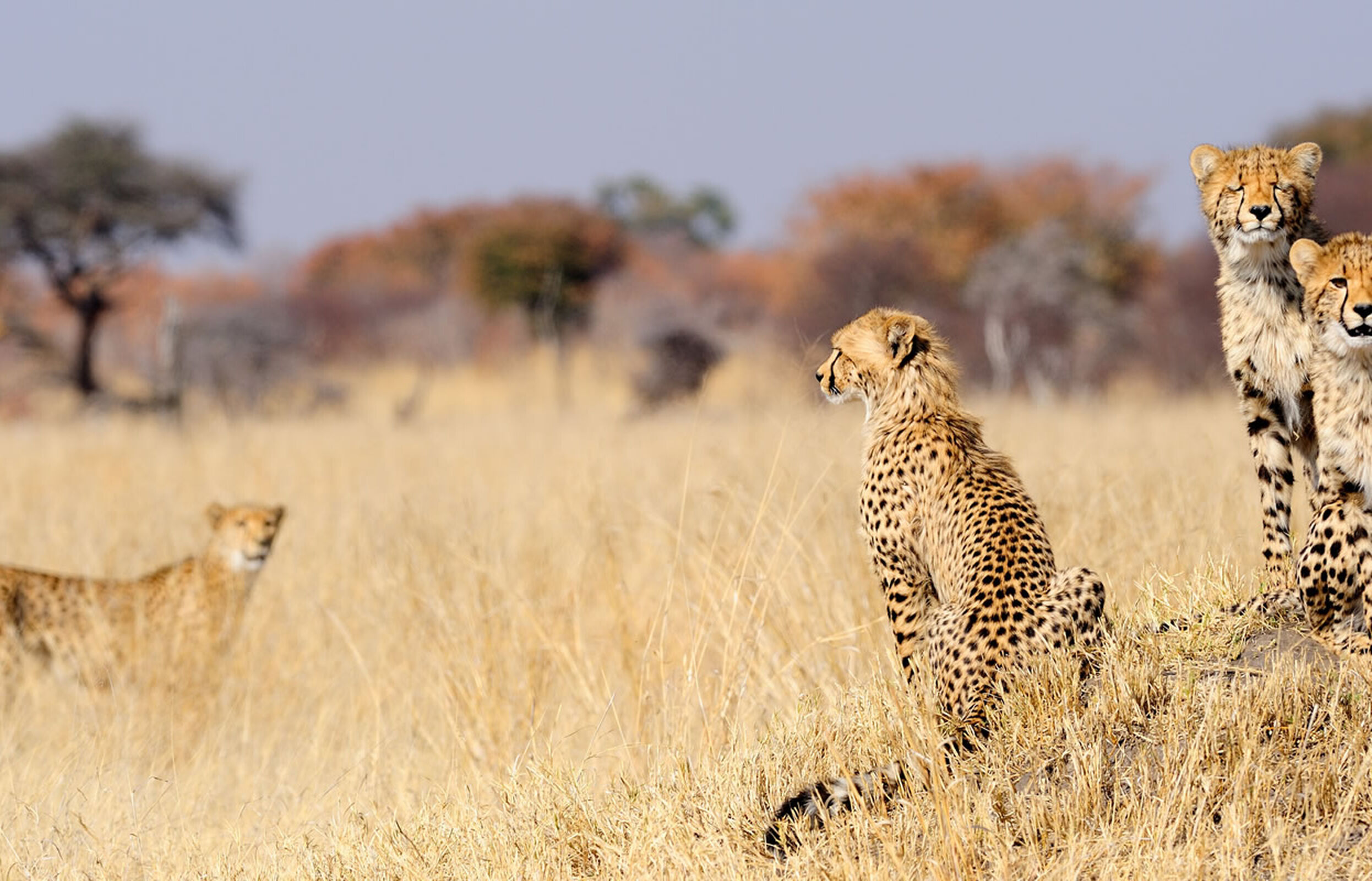 Junge Geparden in Simbabwe