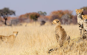 Junge Geparden in Simbabwe