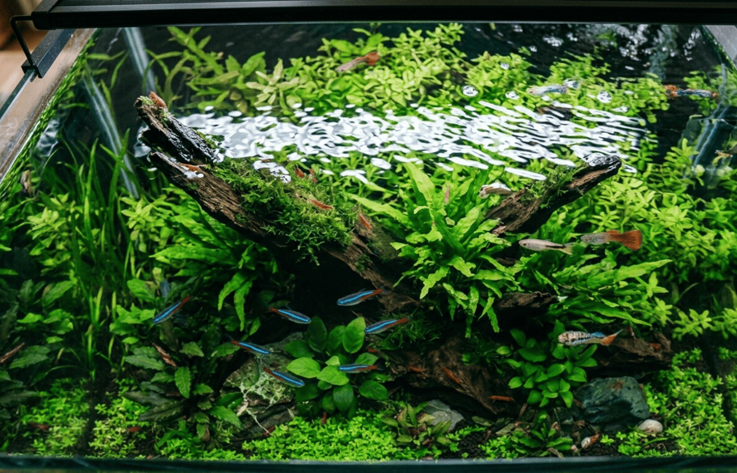 Aquarium mit Guppys und rotem Neon