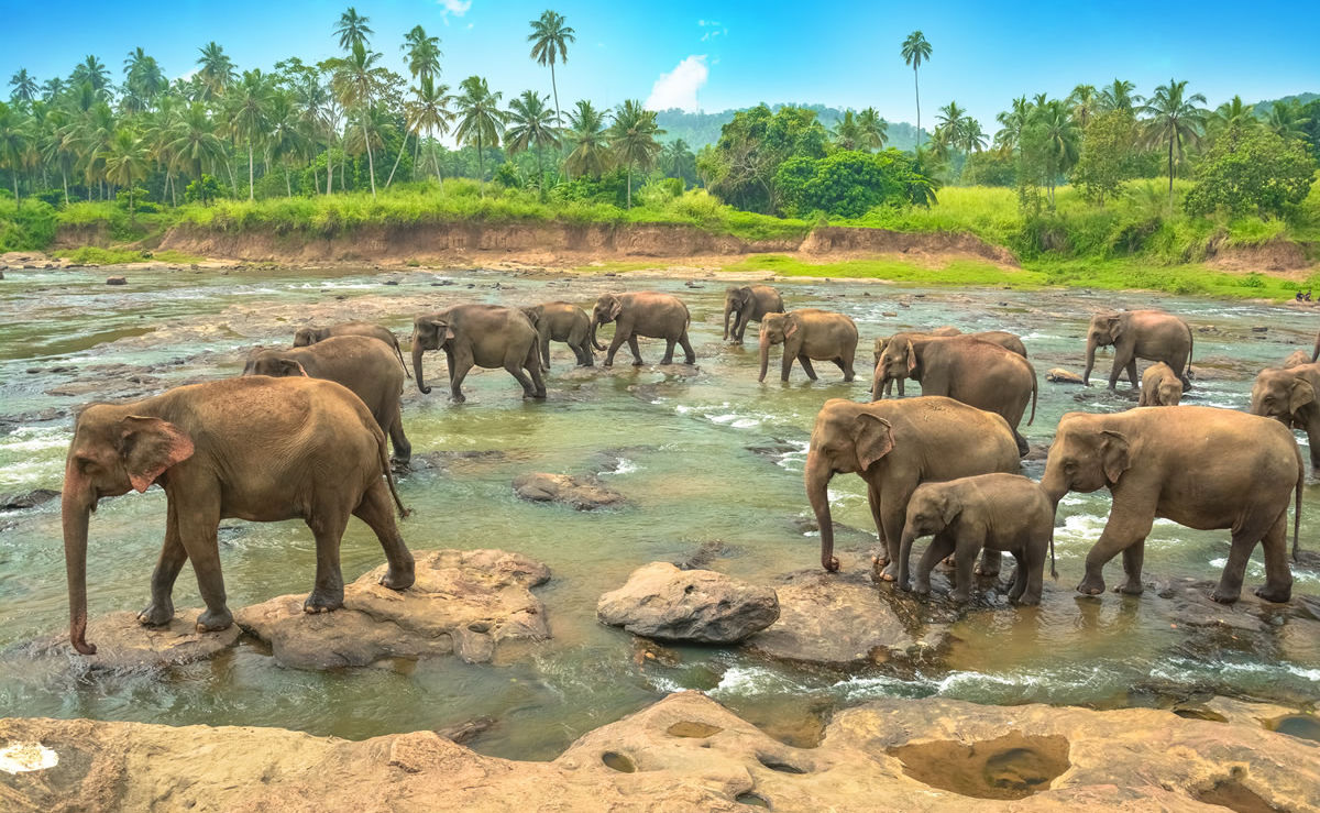 Elefantengruppe im Wasser in Sri Lanka