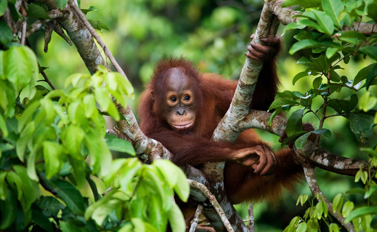 Baby-Orang-Utan in freier Wildbahn auf der Insel Kalimantan (Borneo)
