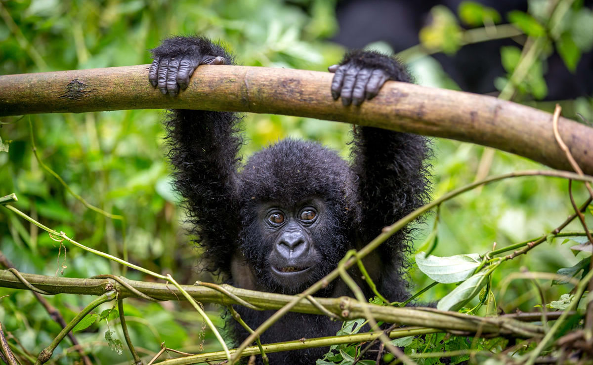 Gorillababy im Regenwald im Kongo