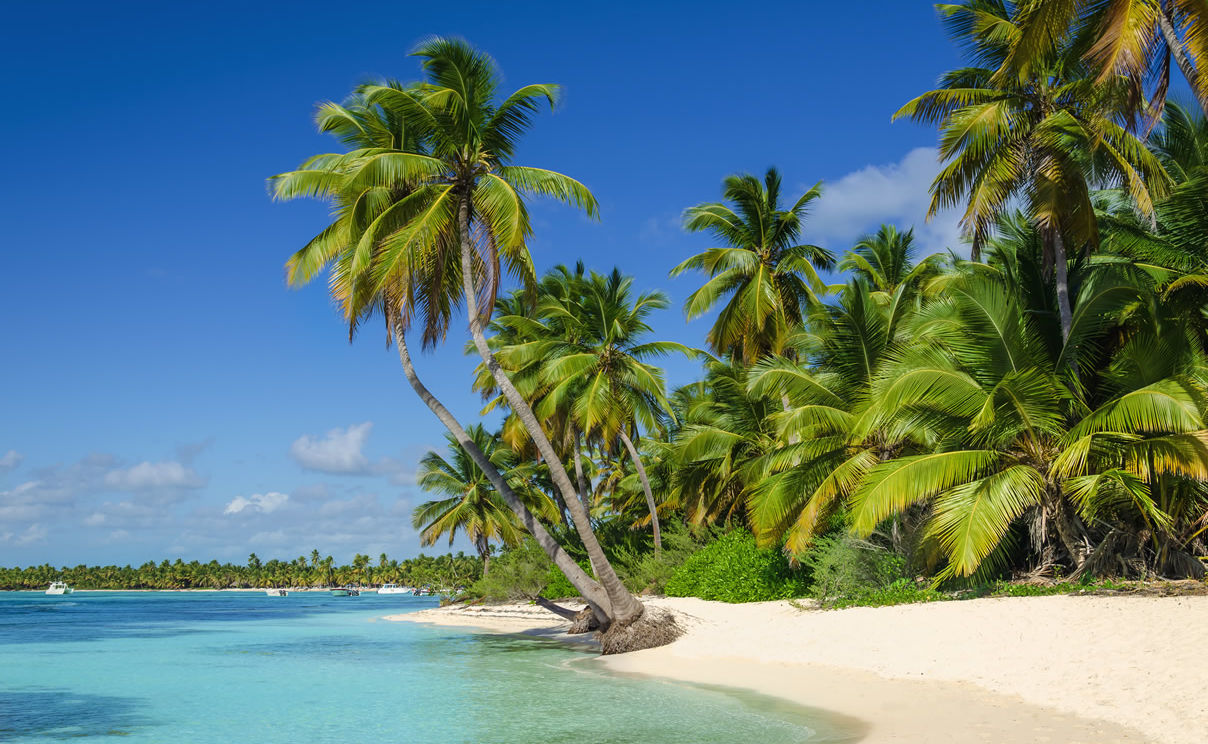 Palmen am Strand von Aruba