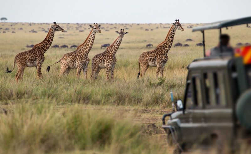 Giraffenherde in der Savanne in Kenia