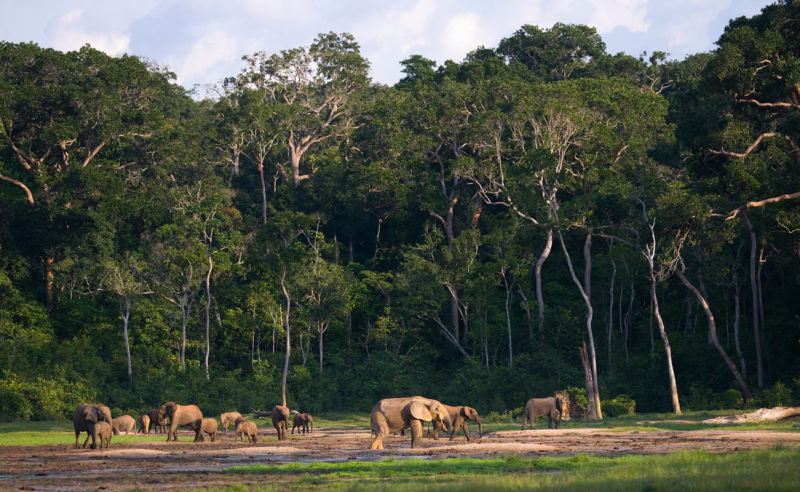 Elefanten am Rand des Regenwaldes in der zentralafrikanischen Republik