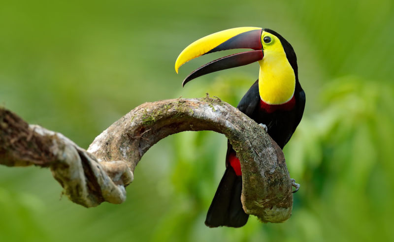 Swainson-Tukan, der auf einem Ast im tropischen Regenwald sitzt