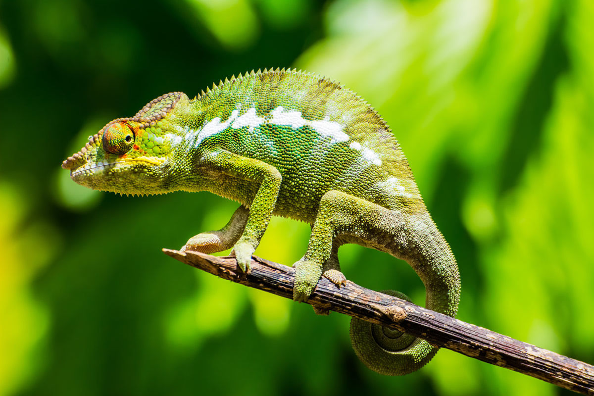 Beste Reisezeit und Klima für Madagaskar