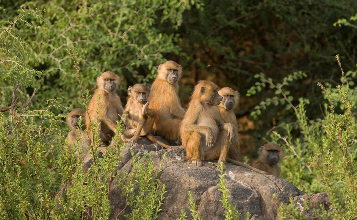 Gruppe Paviane in Guinea